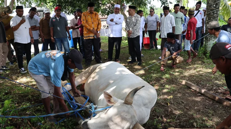 Sembelih Hewan Kurban, Vanath Komit Jaga Tradisi di tengah Efisiensi Anggaran