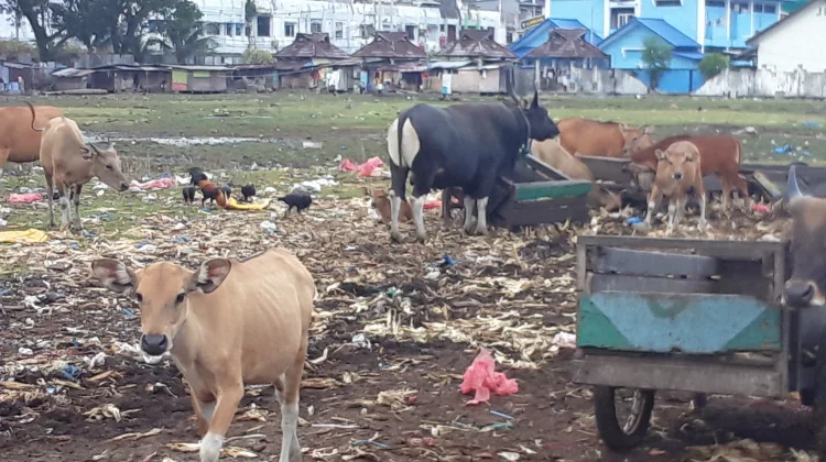 Taman Victoria Ambon Terbengkalai, Pedagang Keluhkan Tata Kelola Aset Pemerintah