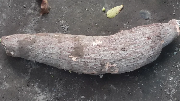 Kasbi Raksasa Ditemukan di Nania, Berat Capai 10 Kilogram