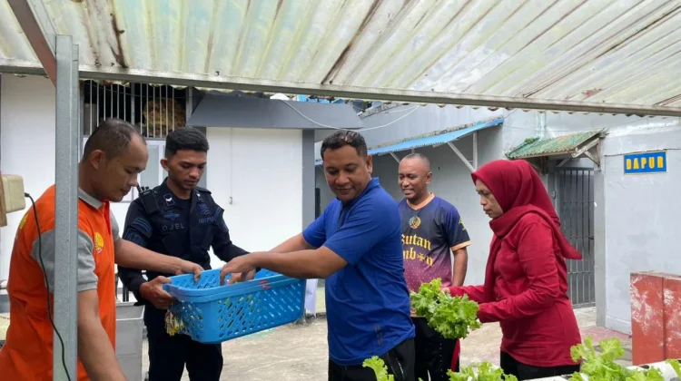 Rutan Ambon Kembali Panen Selada, Dukung  Ketahanan Pangan