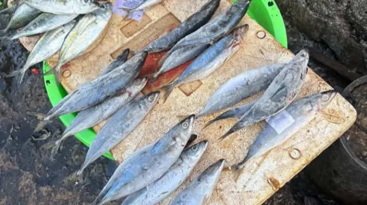 Harga Ikan Naik, Warga Ambon Mulai Resah