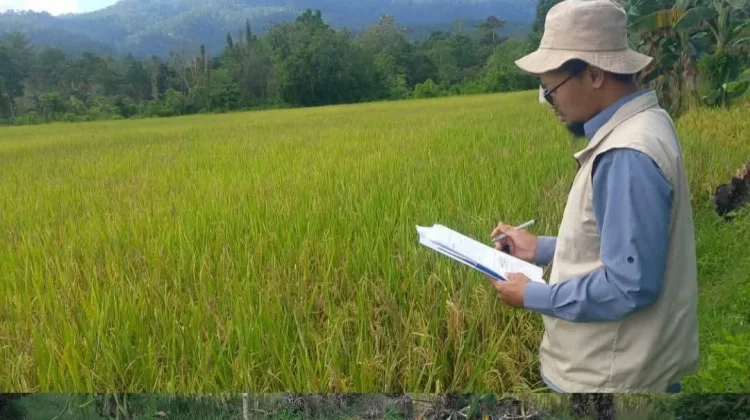 BRMP Maluku Targetkan Produksi 10 Ton Benih Pokok pada 2026