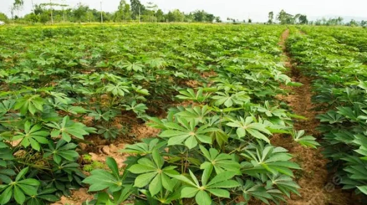 Dukung Asta Cita, Gubernur Maluku Ajukan Proposal Hilirisasi Ubi Kayu di Bursel