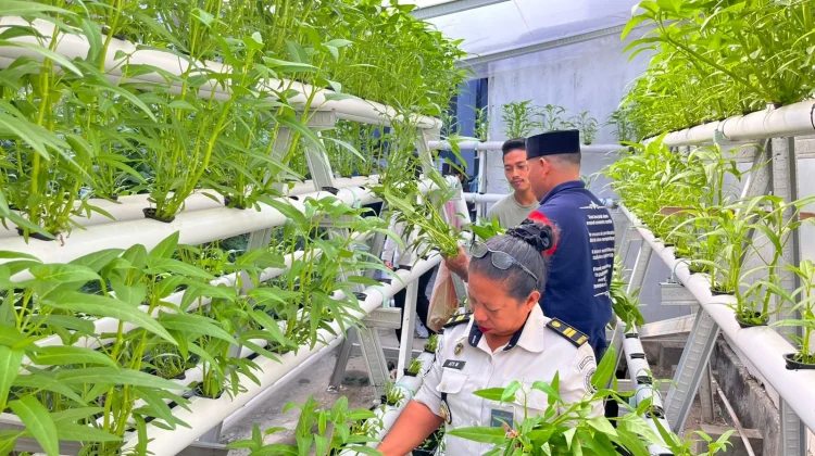 Lapas Wahai Panen Kangkung Hidroponik,Dukung Kemandirian Pangan