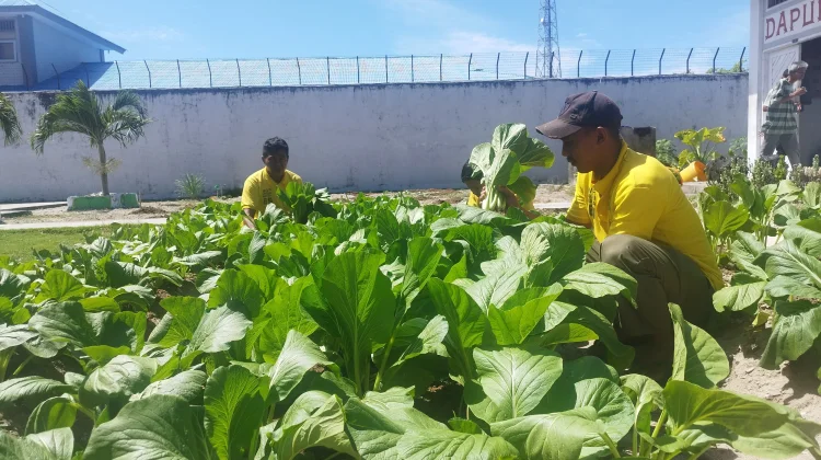 Panen Sawi Bersama BPP Waplau & YBTS, Lapas Namlea Tuai Hasil Pembinaan Warga Binaan