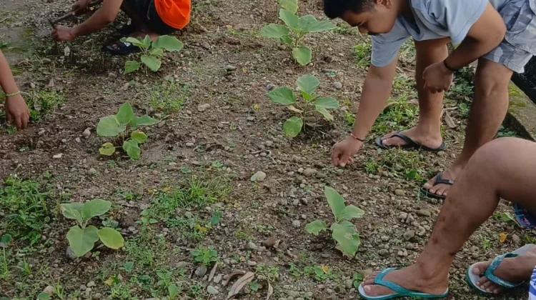 Bina Mandiri Warga Binaan: Progres Budidaya Tanaman Terong di Area Lahan Tani