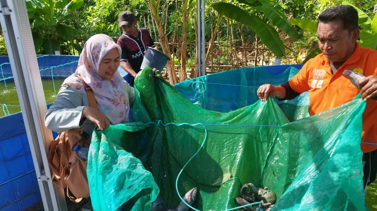 Tingkatkan Produktivitas, Lapas Namlea Pasarkan Hasil Panen Ikan Nila