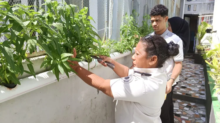 Menuju Kemandirian Ketahanan Pangan, Lapas Wahai Panen Kangkung Hidroponik