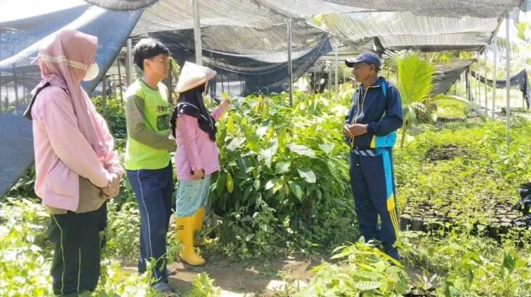 Progres Pembibitan Kakao di Kabupaten Malteng Dipantau BRMP Maluku