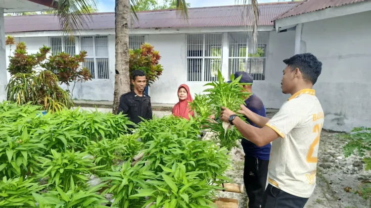 Borong Hasil Panen Ratusan Ikat Kangkung Hidroponik di Lapas Geser