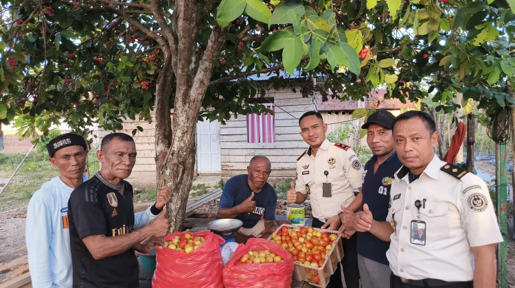 Panen Ratusan Kg Tomat, Warga Binaan Lapas Wahai Pasok Pasar hingga Kota Sorong