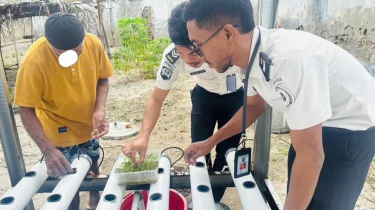 Lapas Geser Bekali Warga Binaan Penanaman Sayuran Sawi