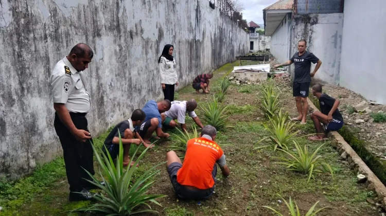 Budidaya Nanas di Rutan Ambon, Langkah Nyata Mewujudkan Ketahanan Pangan