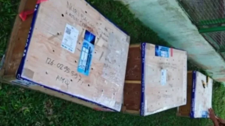 Puluhan Satwa Liar Jalani Rahabilitas di BKSDA Maluku