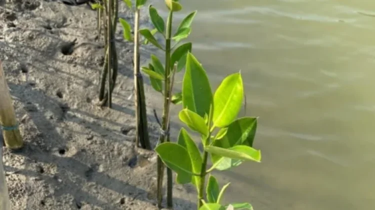 Pulihkan Area Pesisir, PDIP Tanam Ribuan Anakan Mangrove