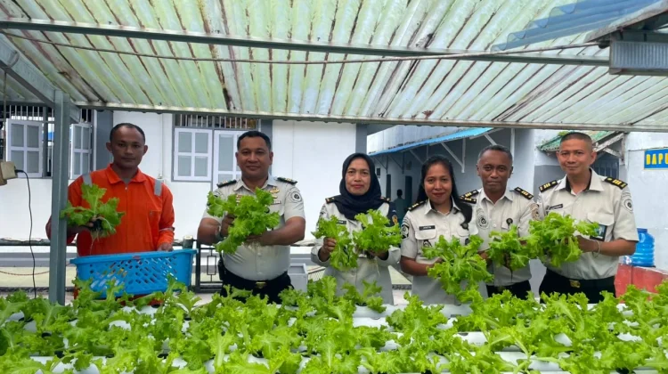 Panen Sayuran, Rutan Ambon Wujud Kemandirian dan Ketahanan Pangan