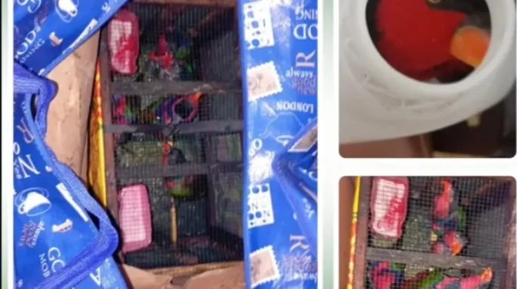 Enam Ekor Nuri Kepala Hitam Diamankan Petugas BKSDA
