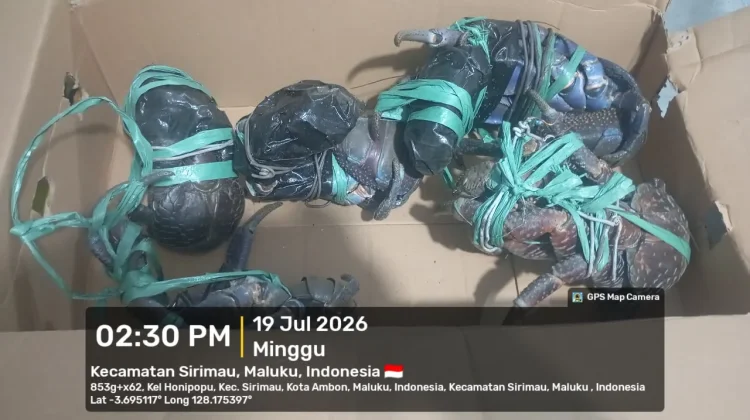Petugas Gagalkan Penyelundupan Kepiting Kenari & Miras di KM. Nggapulu