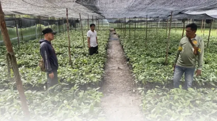 BRMP Maluku Kawal Pengembangan Komoditas Perkebunan Unggulan