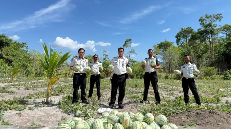 Panen Semangka di Lahan SAE Lapas Namlea Capai 300 Kg