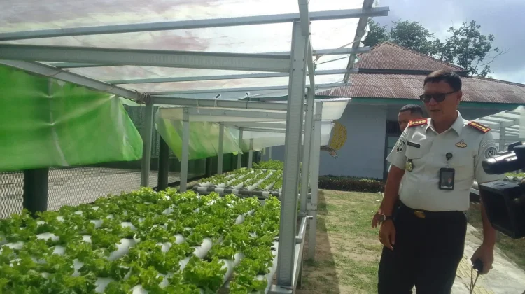 Hasil Panen Sayuran Lapas Ambon Dilirik Supermarket Ternama