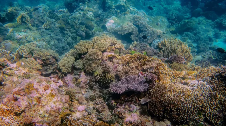 MDPI Libatkan Warga Pesisir Buru Kelola Ekosistem Laut KKPD