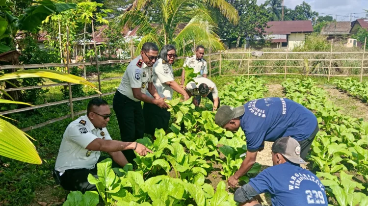 Warga Binaan dan Petugas Rutan Masohi Panen Puluhan Ikat Sawi