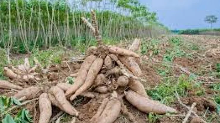 Beras Ubi Kayu & Bioetanol Jadi Produk Unggulan Hilirisasi Ubi Kayu di Bursel
