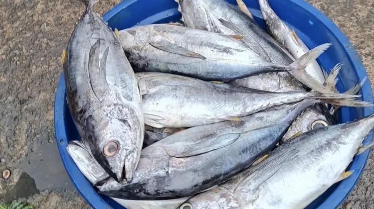 Produksi Perikanan Maluku Capai 153 Ribu Ton, Jadi Penggerak Ekonomi Daerah