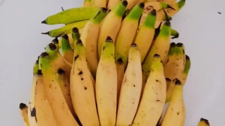 Manfaat Pisang Jarum bagi Kesehatan