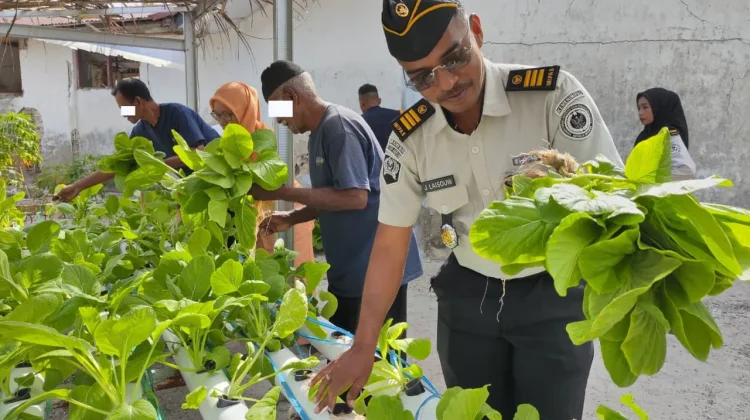 Wujud Nnyata Ketahanan Pangan, Lapas Geser Sukses Panen 38 Ikat Sawi Hidroponik
