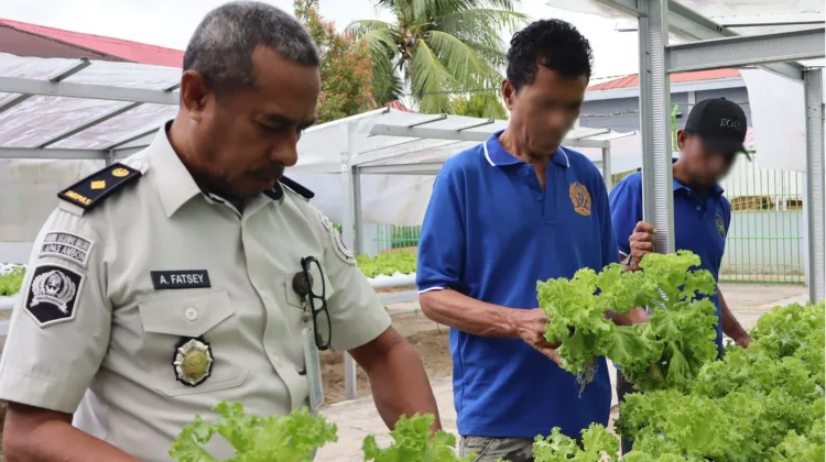 Lapas Ambon Panen Selada, Wujud Nyata Dukung Kemandirian Pangan