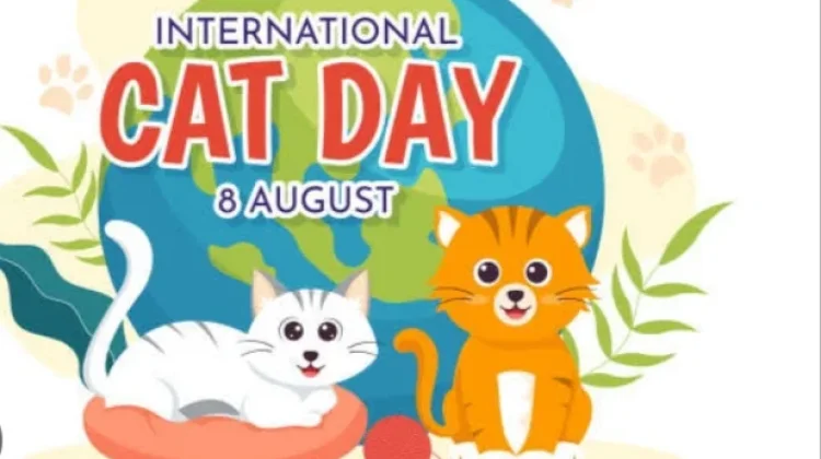 Hari Kucing Internasional Ajak Masyarakat Peduli Kesejahteraan Kucing Dunia