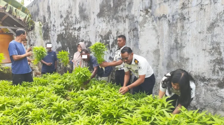 Lapas Geser Sukses Panen 170 Ikat Kangkung Hidroponik
