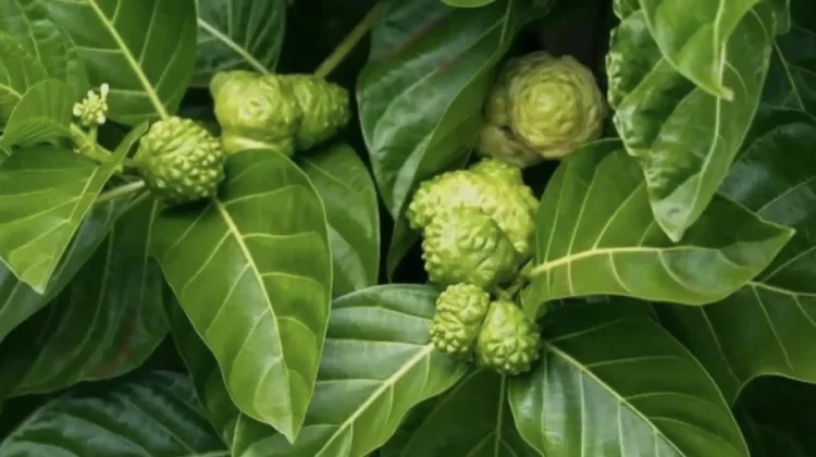 Rahasia dibalik Daun Mengkudu, Obat Tradisional Bisul
