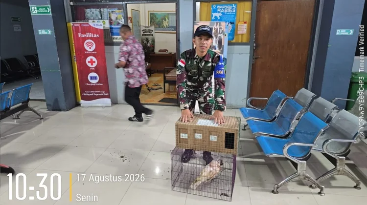 Penyelundupan Enam Satwa Dilindungi Digagalkan di Pelabuhan Ambon