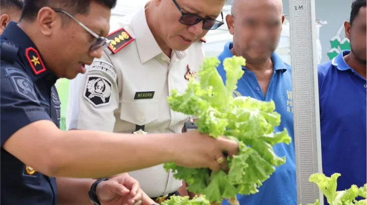 Panen 27 Ikat Selada Hidroponik, Lapas Ambon Dukung Kemandirian Pangan