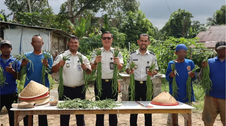 Ubah Lahan Tidur Jadi Produktif,Lapas Ambon Panen 30 Ikat Kacang Panjang