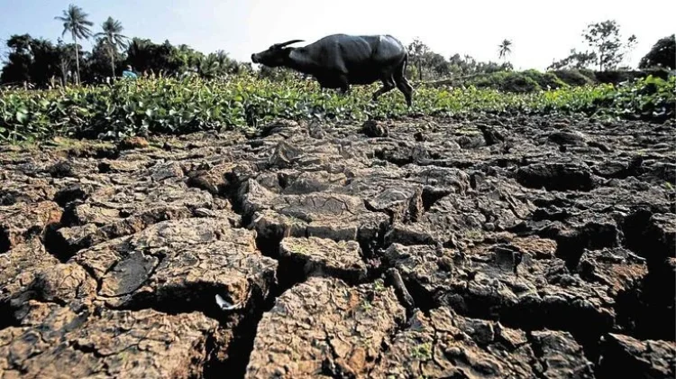 El Niño Picu Kemarau Lebih Kering dan Panjang