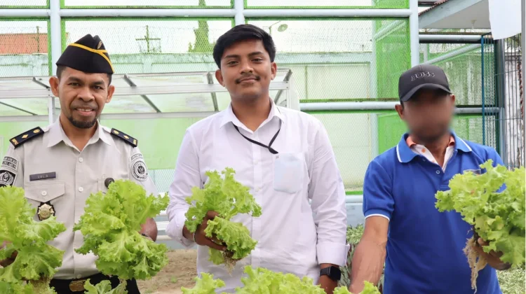 Selada Segar Hasil Panen Warga Binaan Lapas Ambon Sukses Tembus Swalayan Modern
