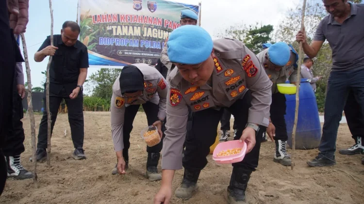Polisi Sulap Lahan Dua Hektare di Buru jadi Kebun Jagung