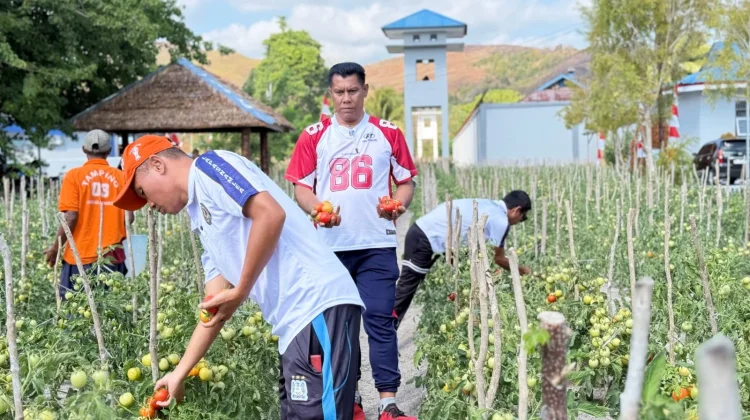 Terus Produktif, Hasil Budidaya Tomat Warga Binaan Lapas Namlea Capai Puluhan Kilo