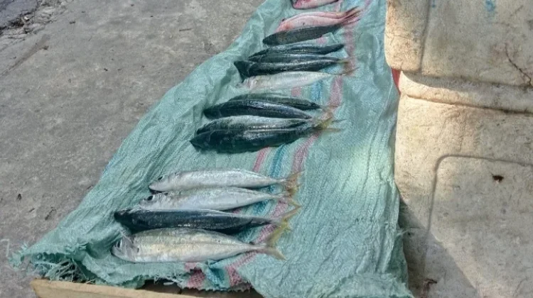Harga Ikan di Pasar Mardika Masih Tinggi