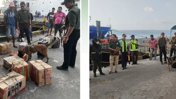 BKSDA Maluku Uji Coba Anjing Pelacak Satwa