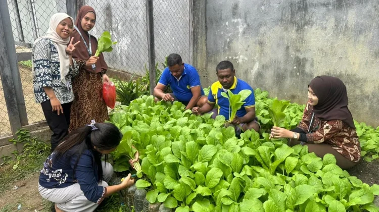 Petugas dan Warga Binaan Lapas Dobo Panen Sawi
