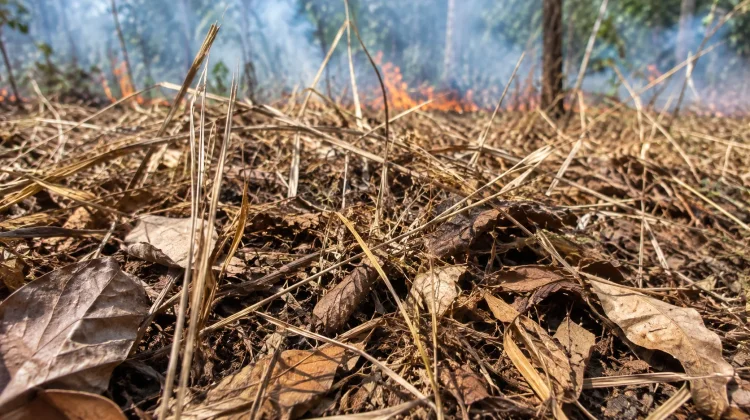 BMKG Peringatkan Daun Kering dan Alang-alang Mudah Terbakar