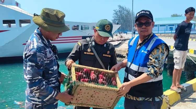 Karantina Maluku Gagalkan Penyelundupan Puluhan Nuri Ilegal