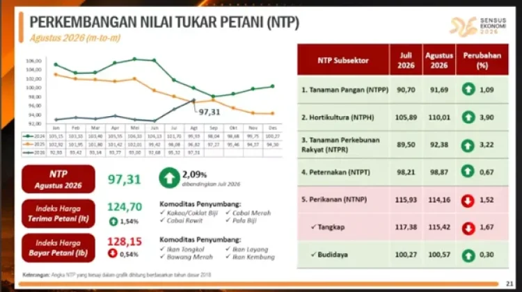 NTP Maluku Naik 2,09 Persen, Harga Kakao hingga Cabai Jadi Penopang