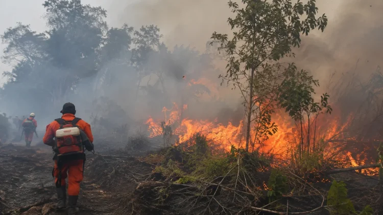 BMKG Ingatkan Potensi Kebakaran Hutan dan Lahan di Maluku