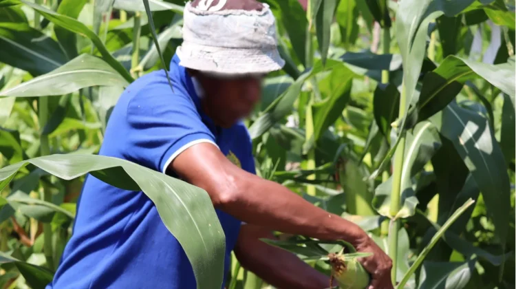 Manfaatkan Lahan Tidur, Lapas Ambon Panen Puluhan Kilogram Jagung